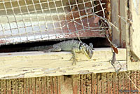 Blue Spiny Lizard