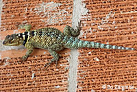 Blue Spiny Lizard