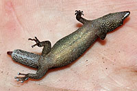 Ashy Gecko