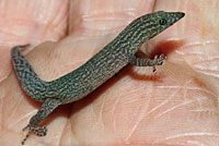 Ashy Gecko