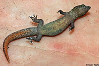 Ashy Gecko