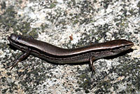 Little Brown Skink