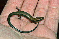 Little Brown Skink