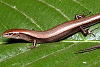 Little Brown Skink