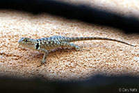 Twin-spotted Spiny Lizard