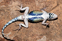 big bend canyon lizard