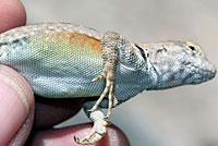 Presidio Canyon Lizard