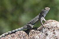 Presidio Canyon Lizard