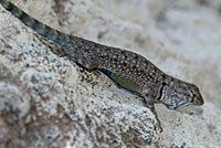 Presidio Canyon Lizard