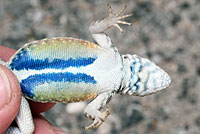 Presidio Canyon Lizard