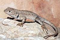 Merriam's Canyon Lizard