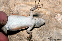 Merriam's Canyon Lizard