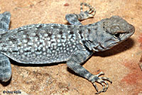 Merriam's Canyon Lizard