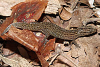 Florida Reef Gecko