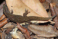 Florida Reef Gecko