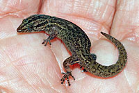 Florida Reef Gecko