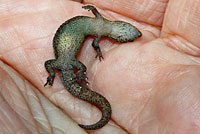 Florida Reef Gecko