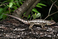 Texas Spiny Lizard