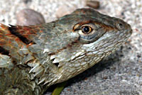 Texas Spiny Lizard