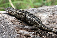 Texas Spiny Lizard