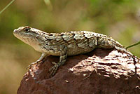 Texas Spiny Lizard