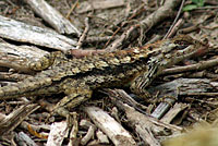 Texas Spiny Lizard