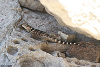 Texas Crevice Spiny Lizard