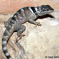 Texas Crevice Spiny Lizard