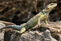 Blue Spiny Lizard