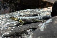 Blue Spiny Lizard