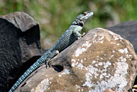 Blue Spiny Lizard