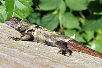 Eastern Fence Lizard - Sceloporus undulatus