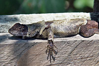 Eastern Fence Lizard - Sceloporus undulatus