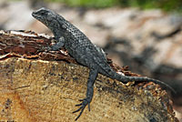 Eastern Fence Lizard - Sceloporus undulatus