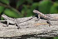 Eastern Fence Lizard - Sceloporus undulatus