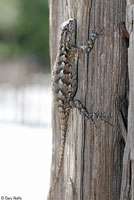 Eastern Fence Lizard - Sceloporus undulatus