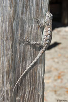 Eastern Fence Lizard - Sceloporus undulatus