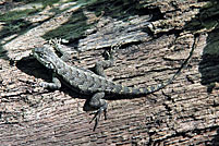 Eastern Fence Lizard - Sceloporus undulatus