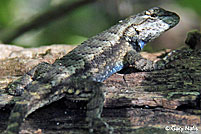 Eastern Fence Lizard - Sceloporus undulatus