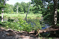 Eastern Fence Lizard Habitat