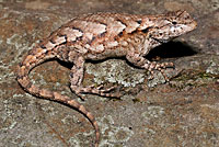 Eastern Fence Lizard - Sceloporus undulatus