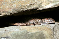 Eastern Fence Lizard - Sceloporus undulatus