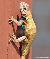 Eastern Fence Lizard - Sceloporus undulatus