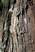 Texas Rose-bellied Lizard