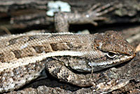 Texas Rose-bellied Lizard