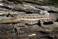 Texas Rose-bellied Lizard