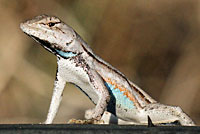 Florida Scrub Lizard