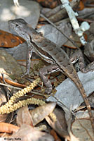 Florida Scrub Lizard