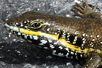 African Five-lined Skink