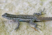 Texas Tree Lizard